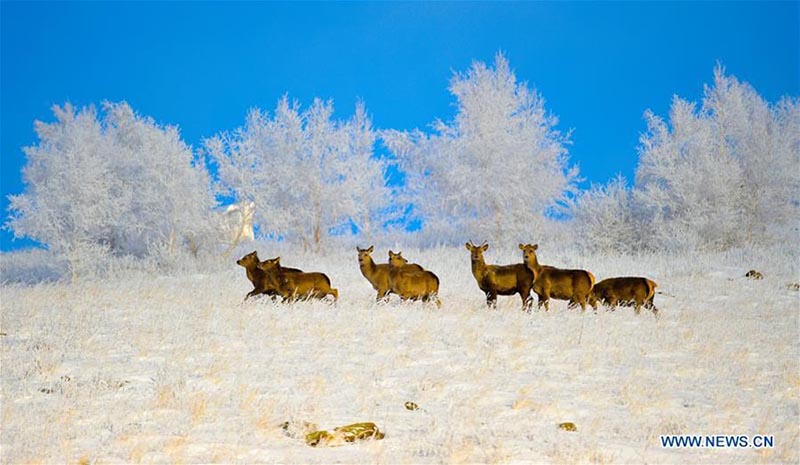 Chifeng,12/01/2018(El Pueblo en Línea)- Los ciervos caminan más allá de los árboles cubiertos de escarcha y nieve en el Parque Natural de Hexigten, en la ciudad Chifeng, Región Autónoma de Mongolia Interior, China, 10 de enero del 2018. [Foto: Xinhua]