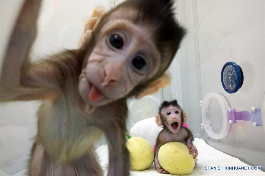 Científicos chinos describen método para clonar macacos
