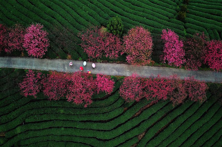 Flores de cerezo en Fujian