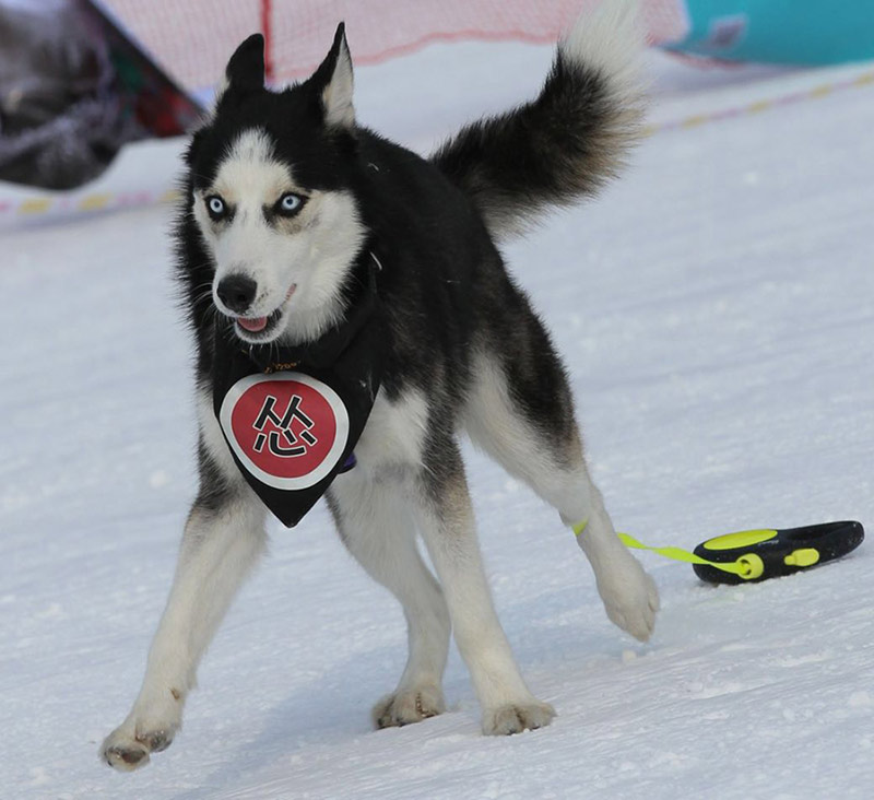 Perros de compañía ágiles como este compitieron en los Juegos de Hielo y Nieve para Mascotas de Shenyang.[Foto / Proporcionado a chinadaily.com.cn]