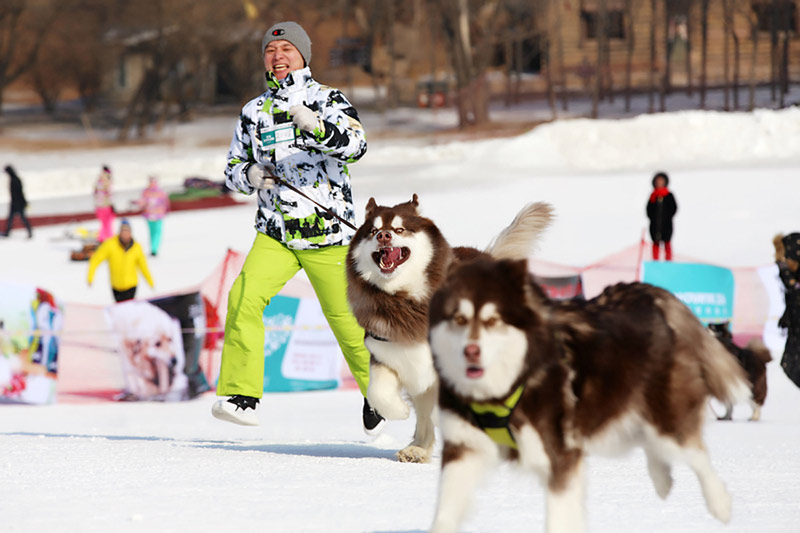 Perros de compañía corren junto a sus dueños en los Juegos de Hielo y Nieve para Mascotas de Shenyang.[Foto / Proporcionado a chinadaily.com.cn]