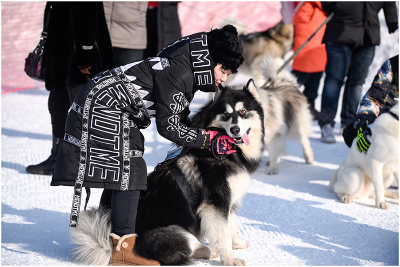 Una dueña anima a su perro durante los Juegos de Hielo y Nieve para Mascotas de Shenyang.[Foto / Proporcionado a chinadaily.com.cn]