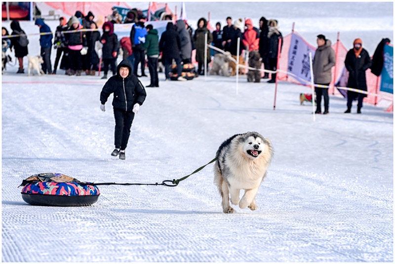 Un perro corre sobre la nieveen los Juegos de Hielo y Nieve para Mascotas de Shenyang.[Foto / Proporcionado a chinadaily.com.cn]