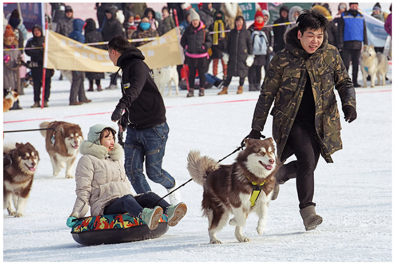 Varios perros de compañía compitieron en los Juegos de Hielo y Nieve para Mascotas de Shenyang. [Foto / Proporcionado a chinadaily.com.cn]