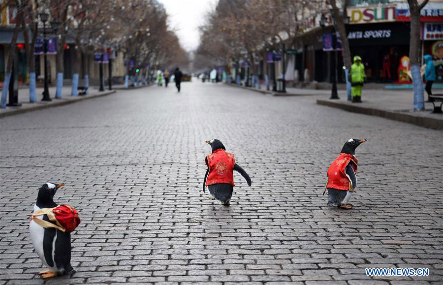 Varios pingüinos vestidos con traje Tang de Harbin Polarland caminan por la calle Central de Harbin, provincia de Heilongjiang, el 10 de febrero de 2018. [Foto / Xinhua]