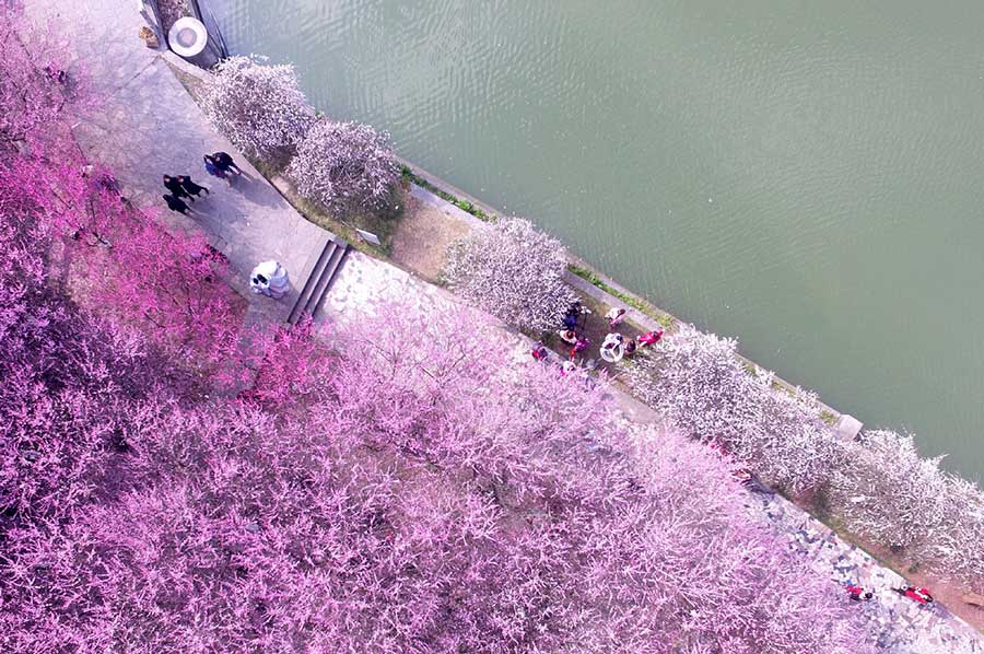 Jishou, Hunan, 26/02/2018(El Pueblo en Línea) -  Los turistas observan las flores de ciruelo en la Universidad de Jishou en Jishou, provincia de Hunan, el 23 de febrero de 2018. Ya ha comenzado la temporada de floración de los ciruelos esta parte del país, atrayendo a numerosos turistas.[Foto / Xinhua]