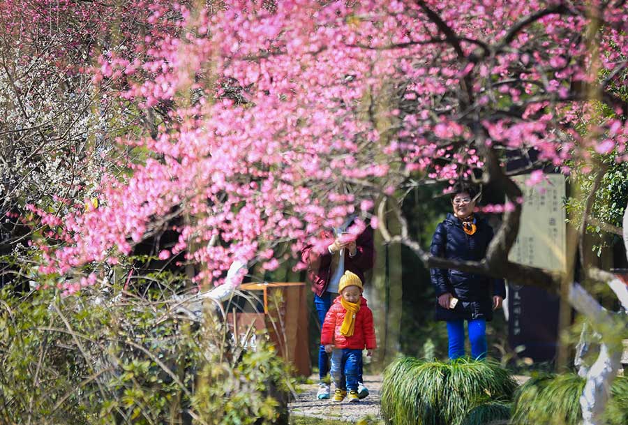 Los turistas ven las flores de ciruelo en el lugar escénico de Yuehu en Ningbo, provincia de Zhejiang, 23 de febrero de 2018. Ya ha comenzado la temporada de floración de los ciruelos esta parte del país, atrayendo a numerosos turistas. [Foto / Xinhua]