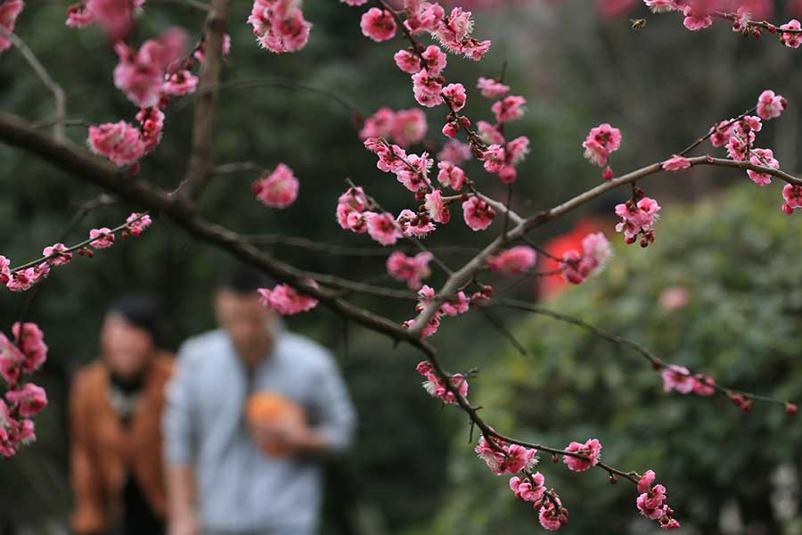 Los turistas observan las flores de ciruelo en Jishou, provincia de Hunan, el 23 de febrero de 2018. Ya ha comenzado la temporada de floración de los ciruelos esta parte del país, atrayendo a numerosos turistas. [Foto / Xinhua]