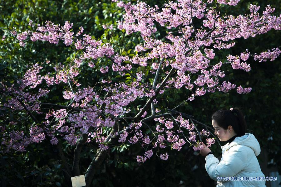 Una turista huele las flores de cerezo en el Area Escénica de Donghu, en Wuhan, provincia de Hubei, en el centro de China, el 9 de marzo de 2018. (Xinhua/Xiong Qi)