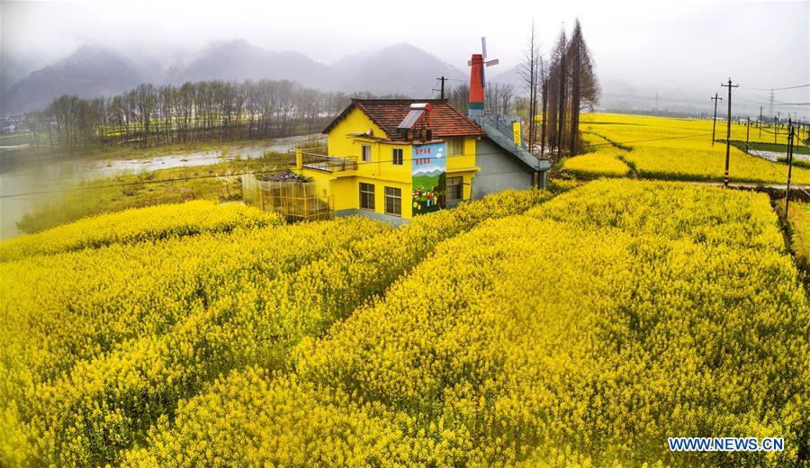El trigo y la colza florecen en Shaanxi