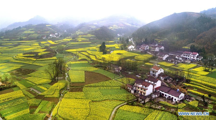 El trigo y la colza florecen en Shaanxi