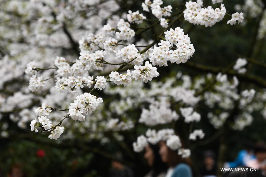 Cerezos en flor en el Parque Taiziwan, Hangzhou, provincia de Zhejiang, 19 de marzo del 2018. [Foto: Xinhua]