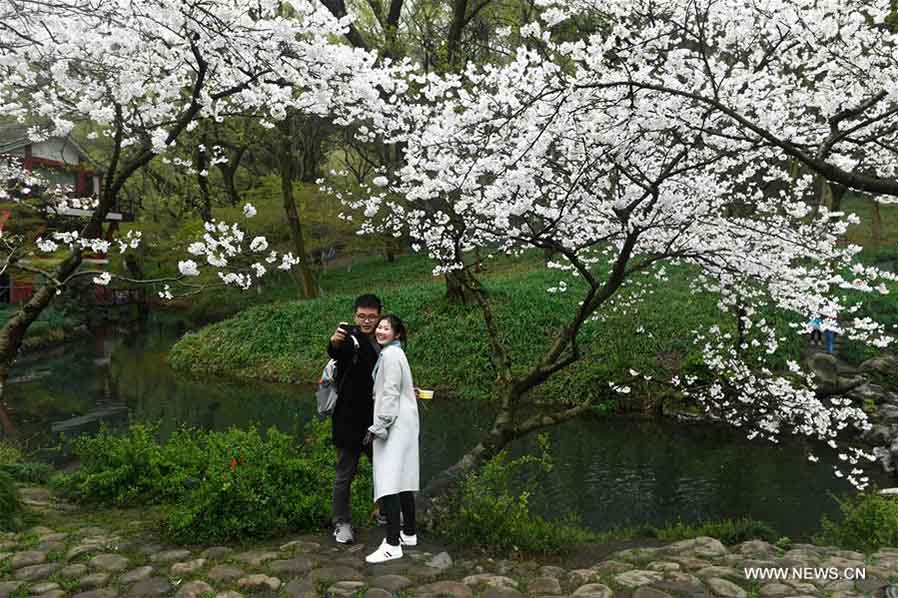 Visitantes posan bajo el encanto de un cerezo en flor en el Parque Taiziwan, Hangzhou, provincia de Zhejiang, 19 de marzo del 2018. [Foto: Xinhua]