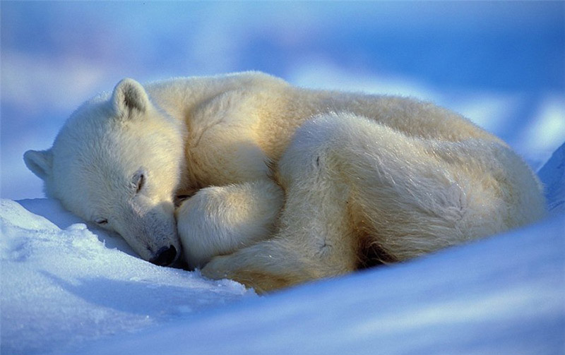 Un oso polar duerme en la isla Baffin, Canadá. [Foto: VCG]