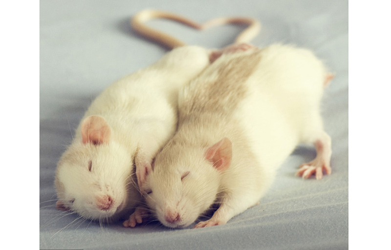Dos ratones duermen con sus colas en forma de corazón. [Foto: VCG]