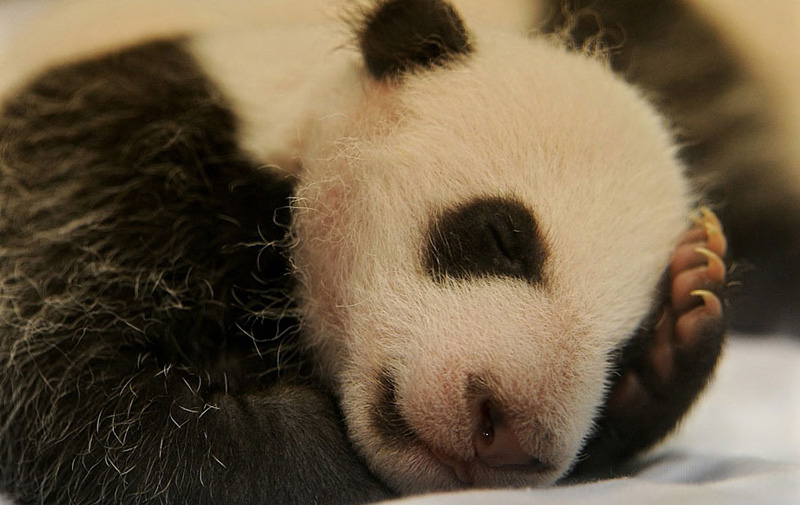 Un oso panda recién nacido duerme en una incubadora. [Foto: VCG]