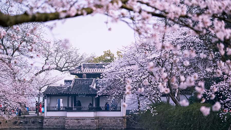 Las flores de cerezo embellecen la ciudad de Wuxi