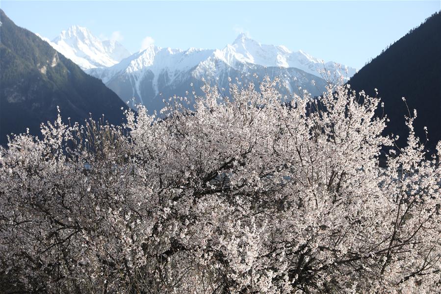 Paisaje de flores de durazno en el Tíbet