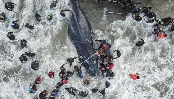 Murió la ballena varada en Punta Mogotes