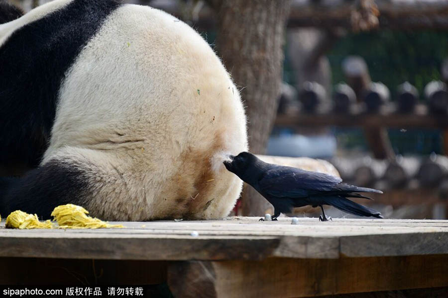 Un cuervo arranca pelos de la espalda de un panda