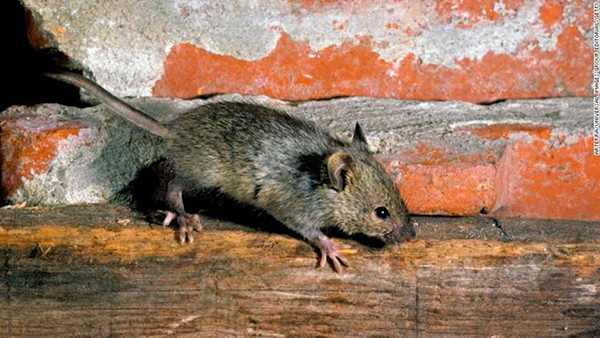 Los ratones de Nueva York son portadores de nuevos virus y superbacterias