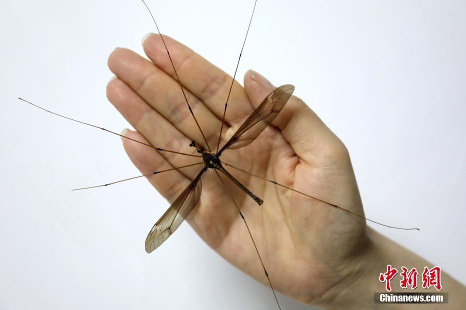 Hallado mosquito supergrande en suroeste de China