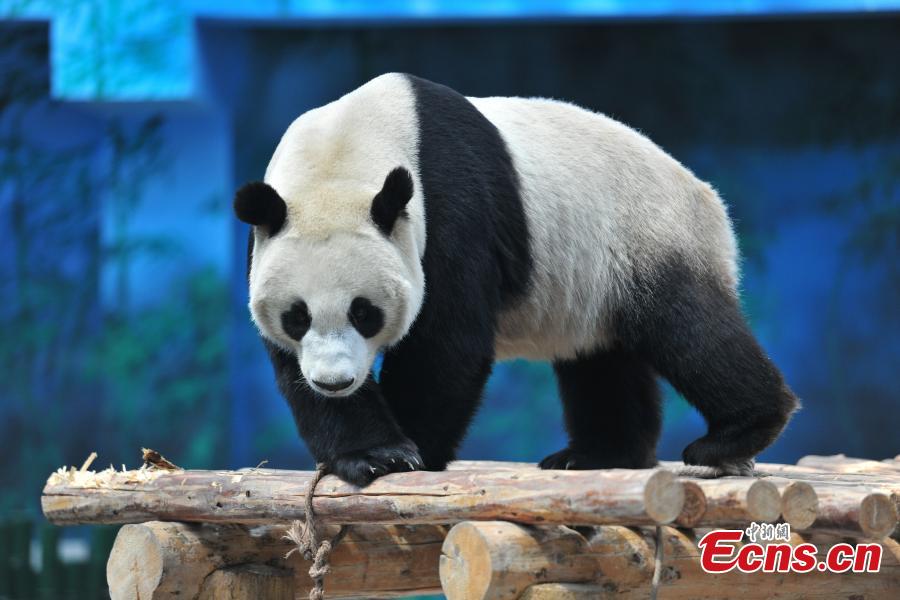 El panda hembra Pu Pu ahora resulta ser macho