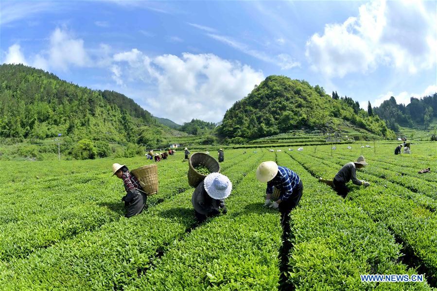 Los agricultores recoger hojas de té en Hubei