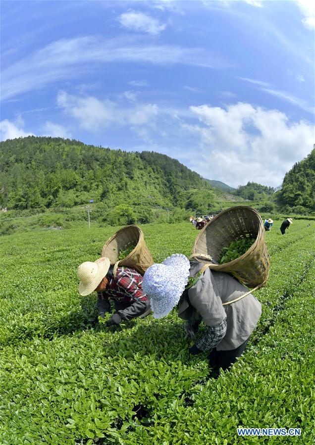 Los agricultores recoger hojas de té en Hubei