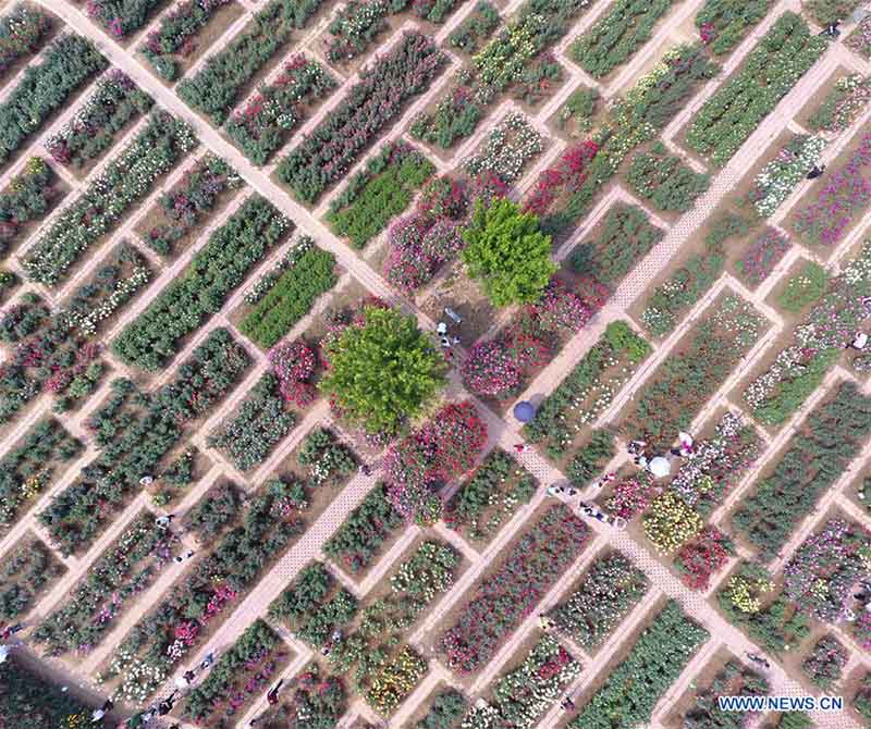 Emblemático Jardín de Rosas de Nanyang capta la atención de los visitantes