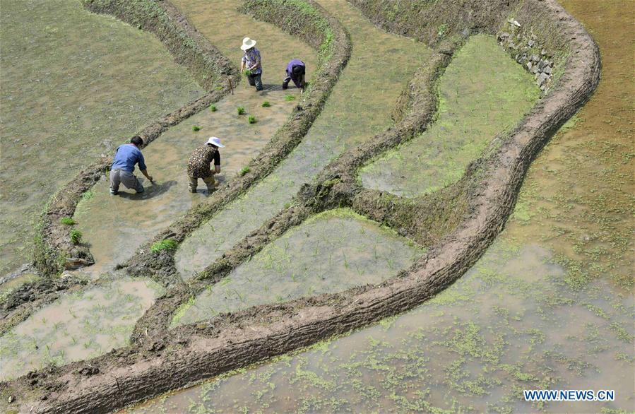 Agricultores trabajan en un campo en la aldea Dangyangping del condado Xuanen, provincia central de Hubei, el 7 de mayo de 2018. (Xinhua / Song Wen).