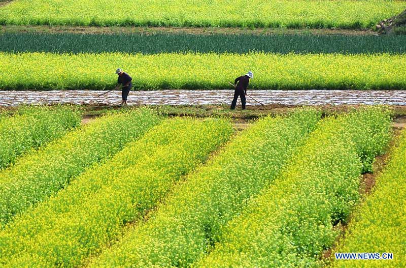 Agricultores trabajan en un campo en la aldea de Shangzhi, distrito Yiyuan de la provincia de Shandong, el 7 de mayo de 2018. (Xinhua / Zhao Dongshan)