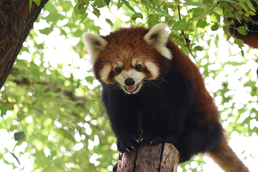 Un panda rojo parece estar sonriendo en el Zoológico de Harbin. 