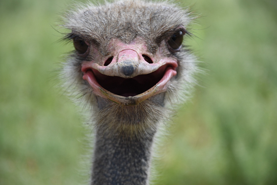 Un avestruz en el Zoológico de Harbin parece ofrecer una amplia y desdentada sonrisa. 