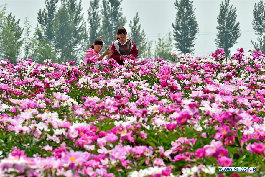 Las flores de peonía atraen a los turistas en Shanxi