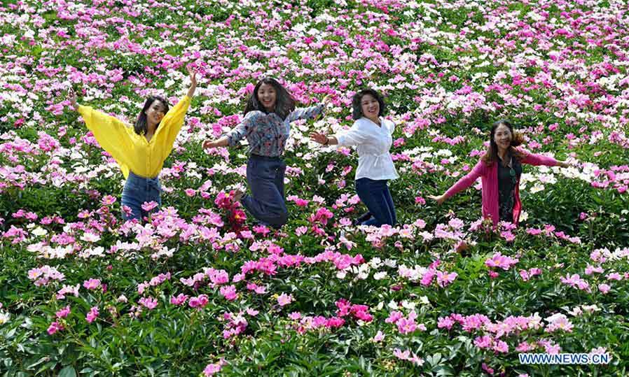 Las flores de peonía atraen a los turistas en Shanxi