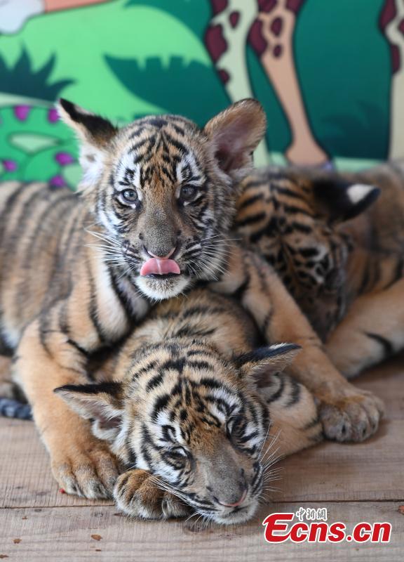 Tigres trillizos de tres meses son presentados al público en Zhejiang