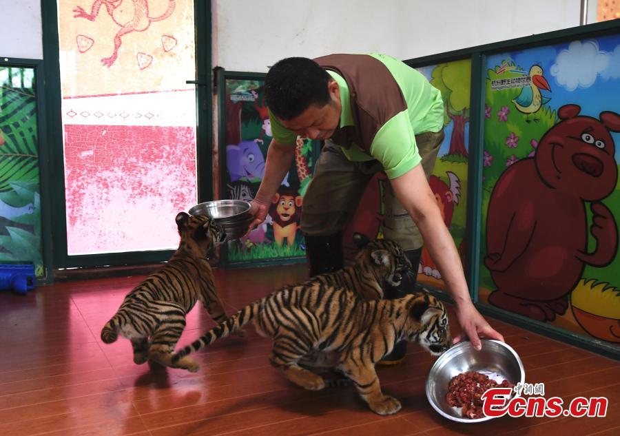 Tigres trillizos de tres meses son presentados al público en Zhejiang
