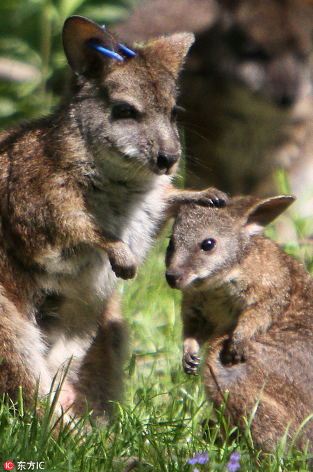 Una parma wallaby y su cría. [Foto / IC]