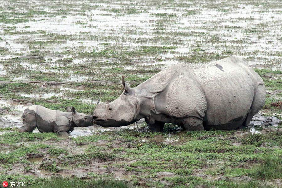 Un rinoceronte y su cría. [Foto / IC]
