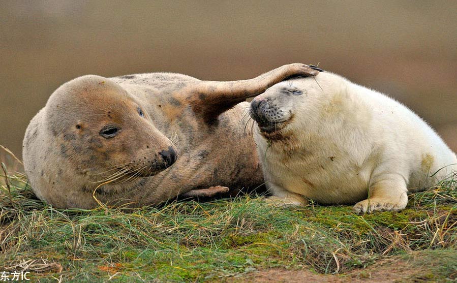Una foca madre toca la cabeza de su cría. [Foto / IC]