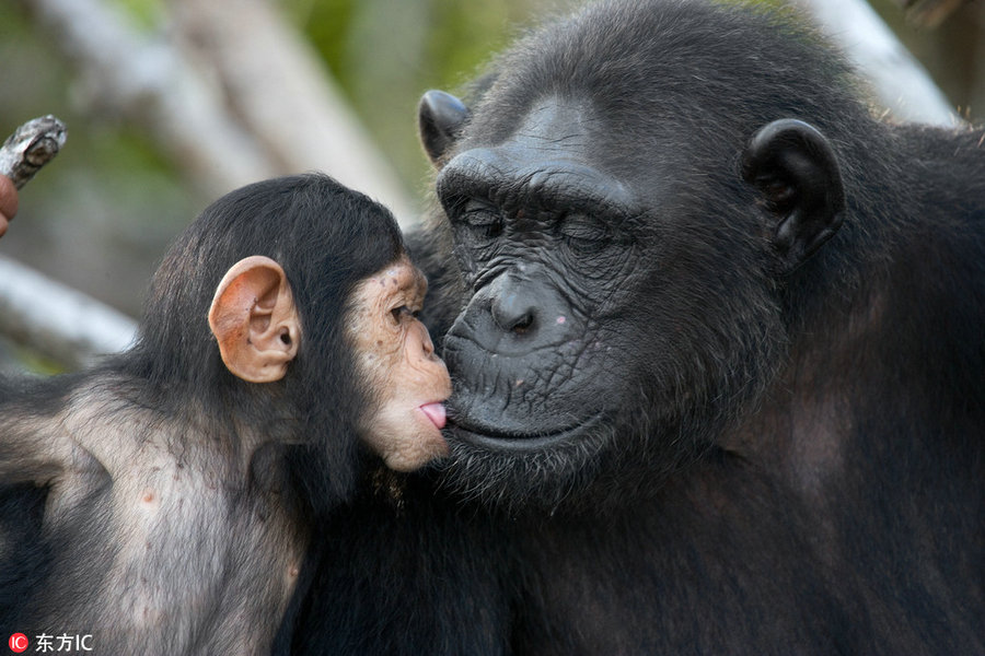 Una cría de chimpancé besa a su madre. [Foto / IC]