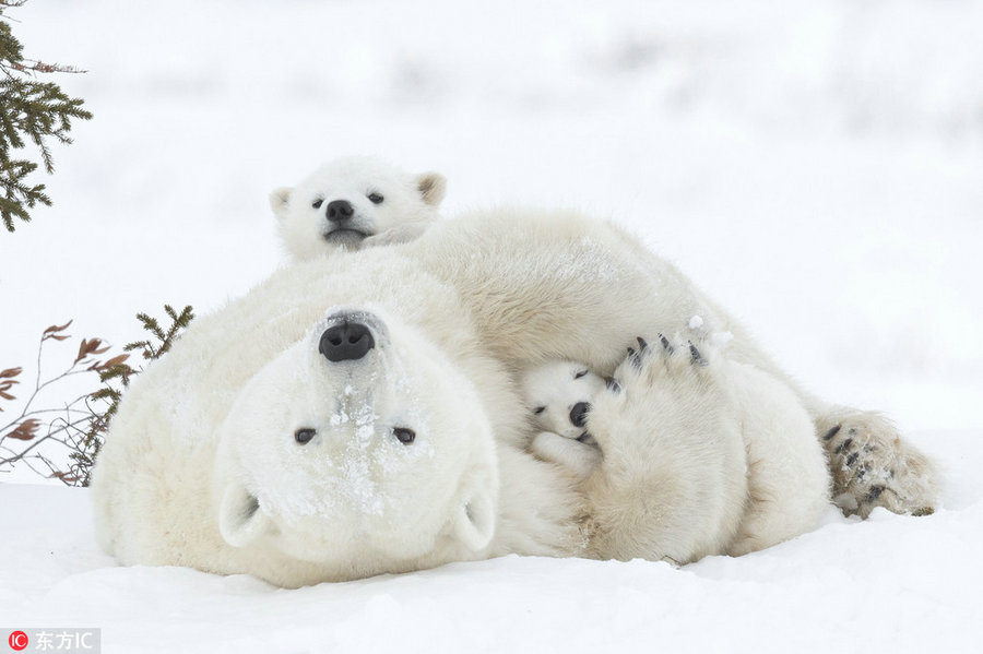 Una osa polar y sus crías. [Foto / IC]