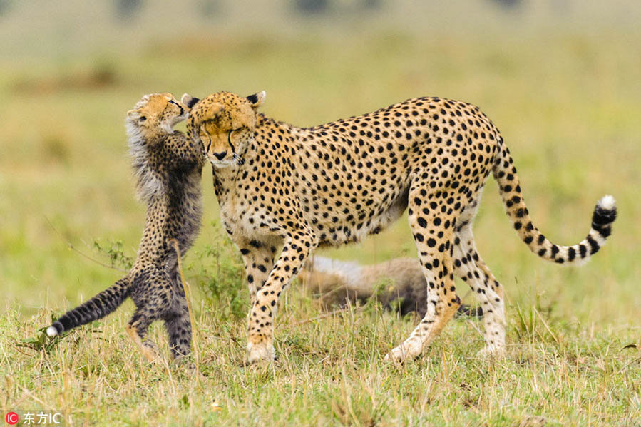 Un leopardo y su cría. [Foto / IC]