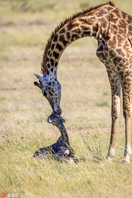 Una jirafa y su cría. [Foto / IC]