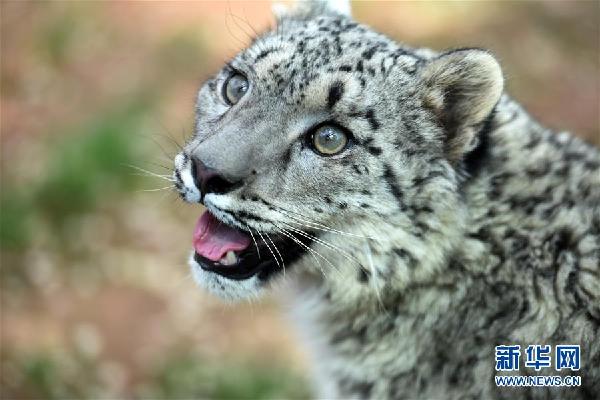 El área de Sanjiangyuan es el hogar de más de 1.000 leopardos de las nieves