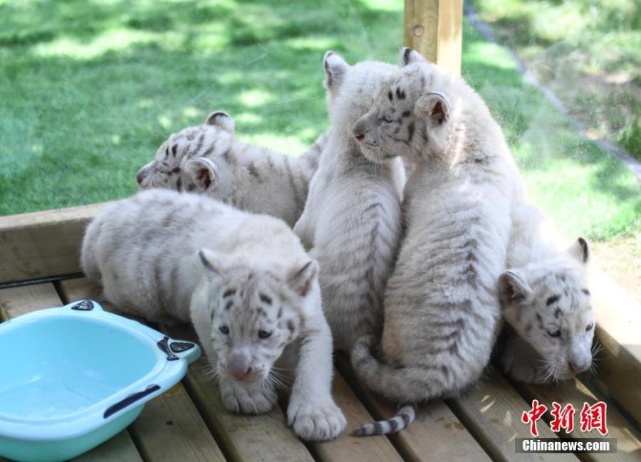 Quintillizos cachorros de tigre de la nieve son presentados al público en Jinan