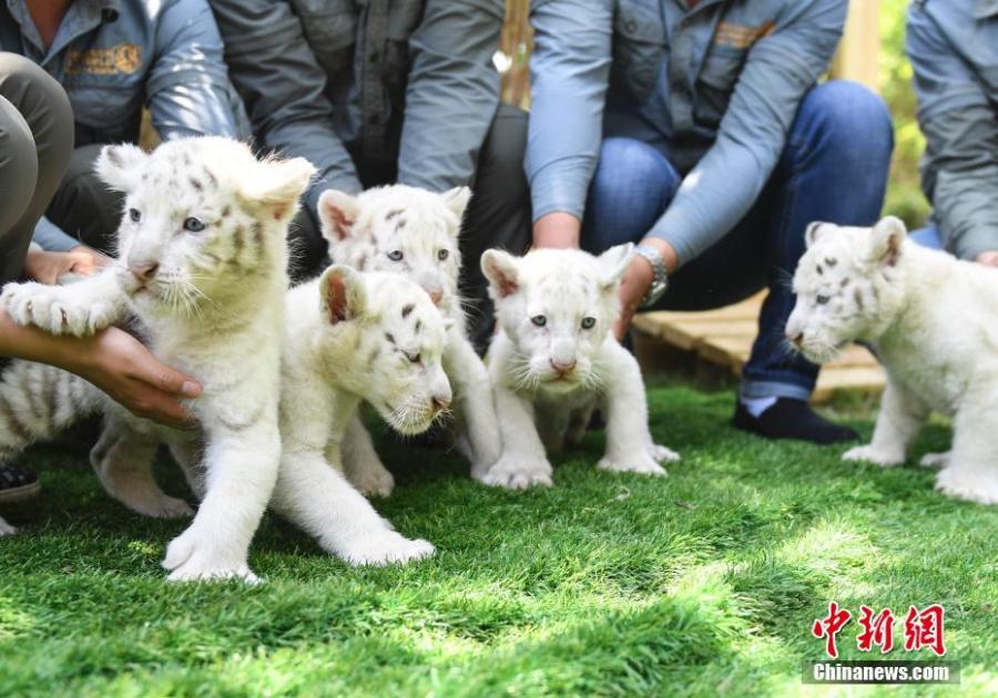 Quintillizos cachorros de tigre de la nieve son presentados al público en Jinan