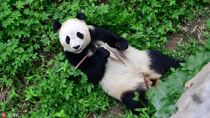 Imágenes: los pandas gigantes disfrutan de un aperitivo en el zoológico de Pekín