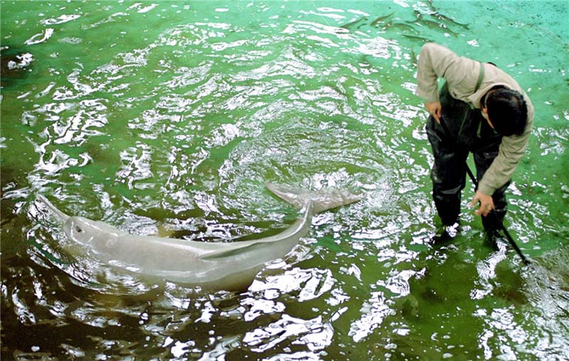 Prueba de avistamiento de la “diosa del río Yangtze" llena de esperanzas a los ecologistas chinos